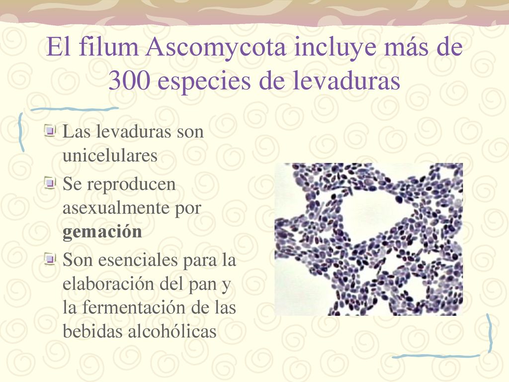 El filum Ascomycota incluye más de 300 especies de levaduras