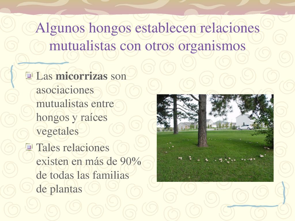 Algunos hongos establecen relaciones mutualistas con otros organismos