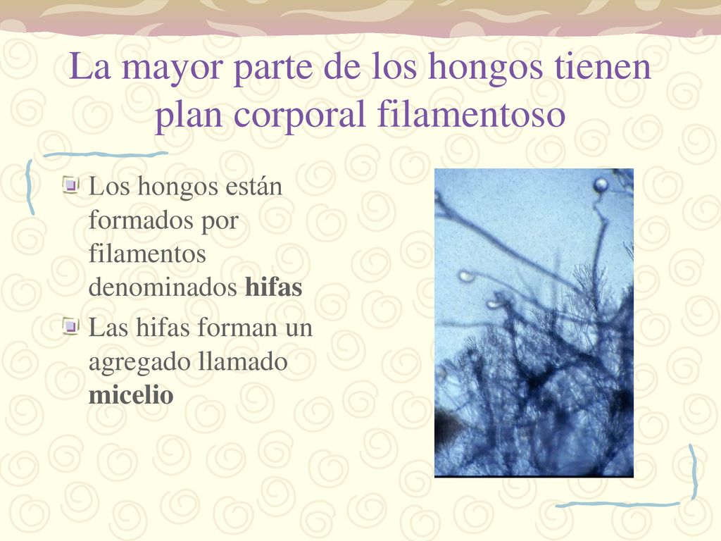 La mayor parte de los hongos tienen plan corporal filamentoso