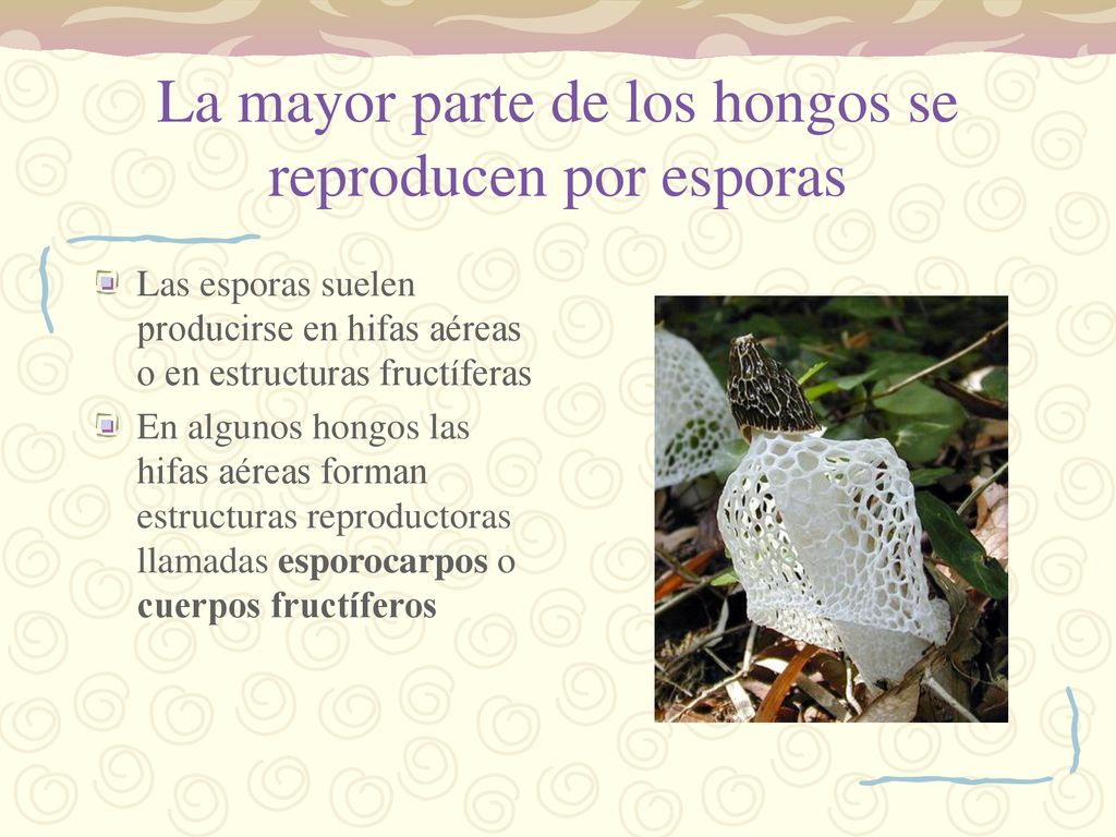 La mayor parte de los hongos se reproducen por esporas