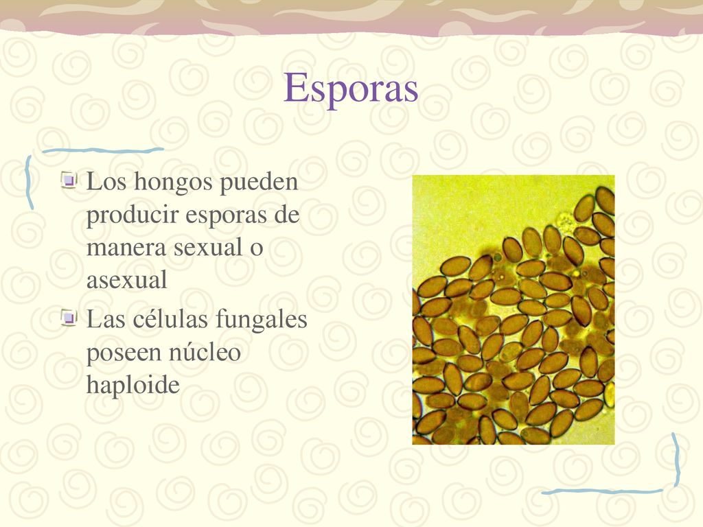 Esporas Los hongos pueden producir esporas de manera sexual o asexual