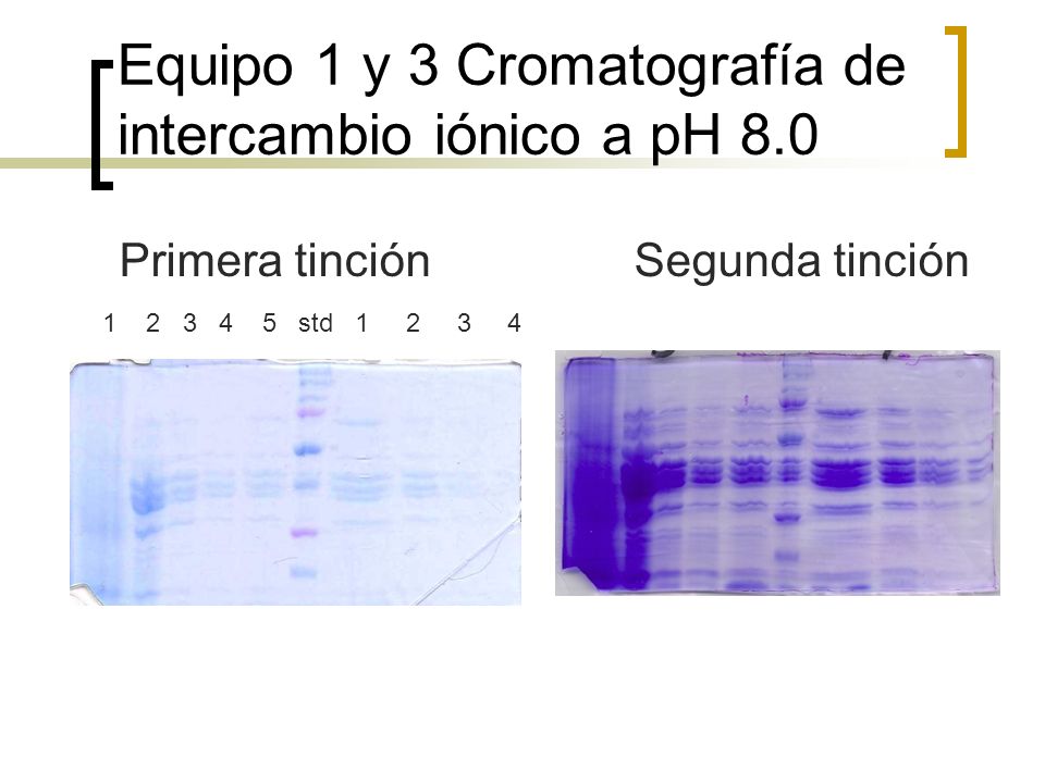 Equipo 1 y 3 Cromatografía de intercambio iónico a pH 8.0