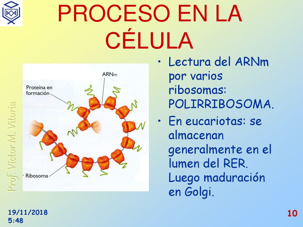 PROCESO EN LA CÉLULA Lectura del ARNm por varios ribosomas: POLIRRIBOSOMA.