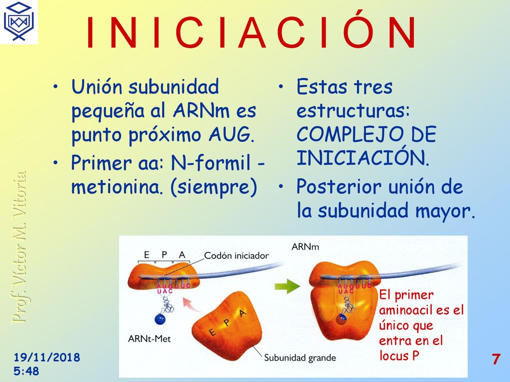 I N I C I A C I Ó N Unión subunidad pequeña al ARNm es punto próximo AUG. Primer aa: N-formil - metionina. (siempre)