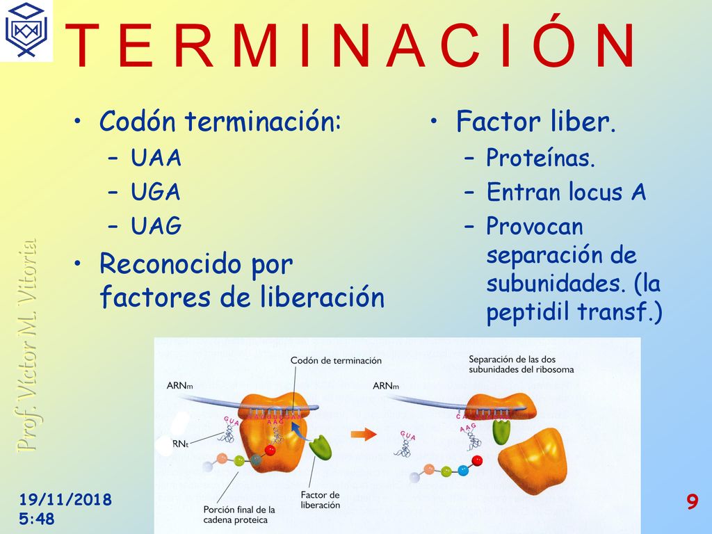 T E R M I N A C I Ó N Codón terminación: