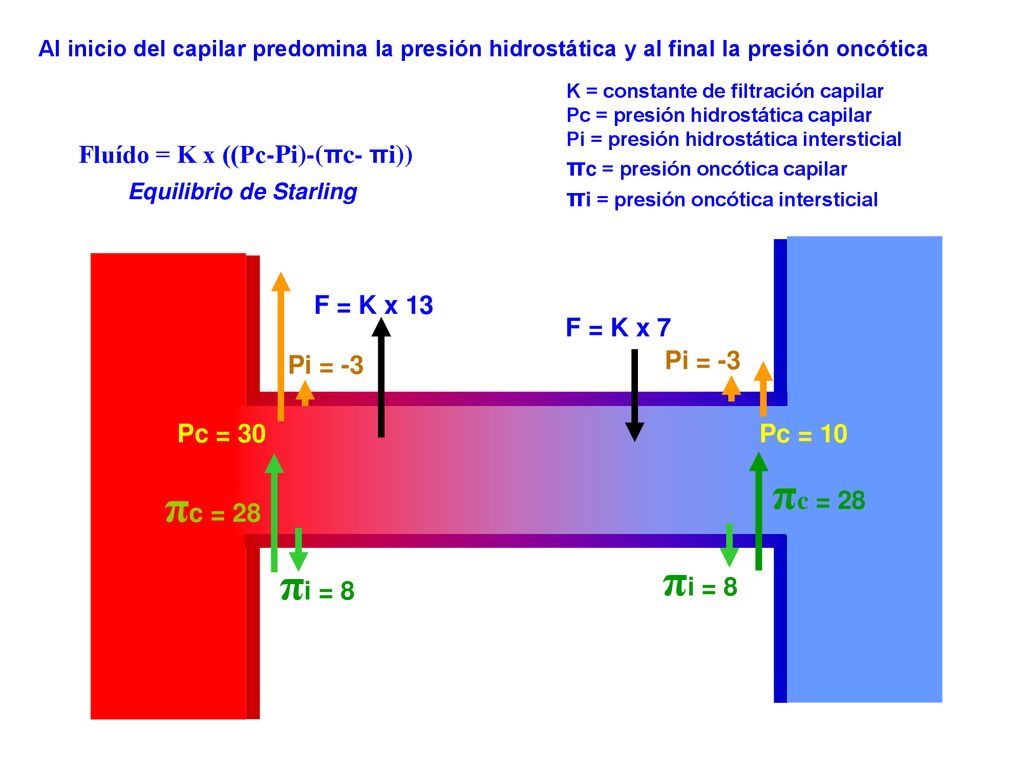 πc = 28 πc = 28 πi = 8 πi = 8 πc = presión oncótica capilar