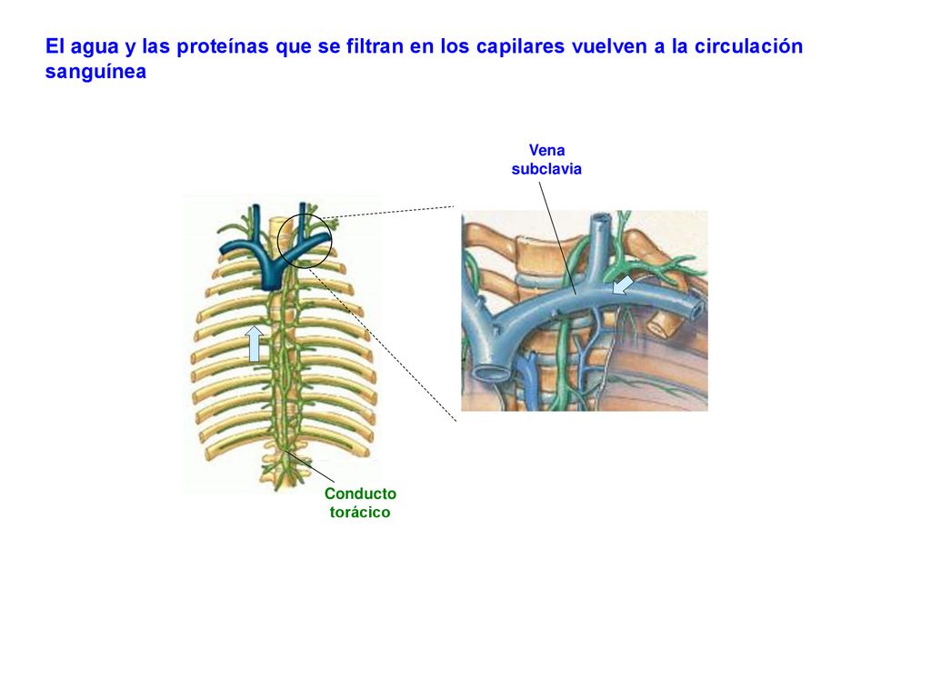 El agua y las proteínas que se filtran en los capilares vuelven a la circulación sanguínea