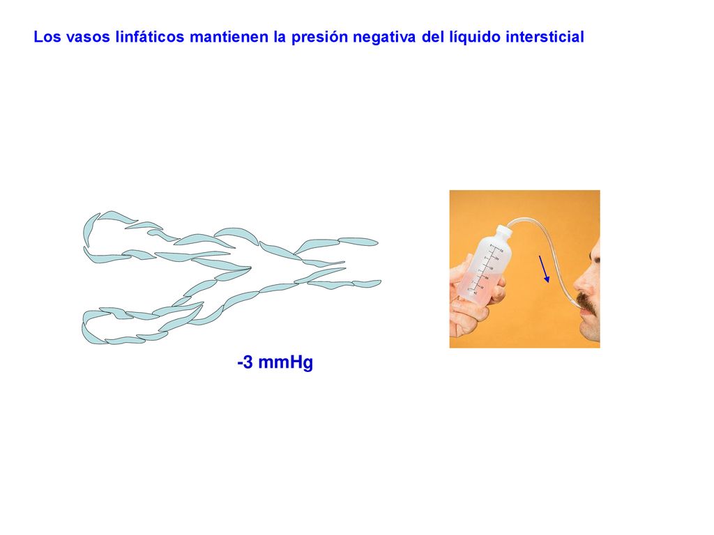 Los vasos linfáticos mantienen la presión negativa del líquido intersticial