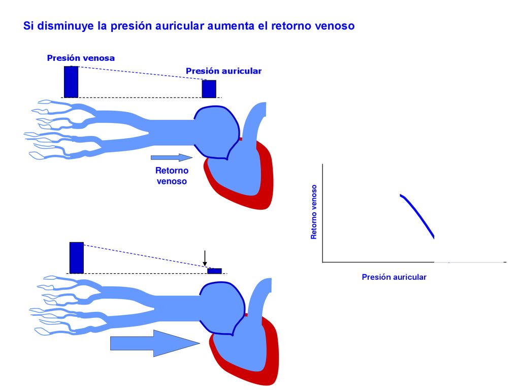 Si disminuye la presión auricular aumenta el retorno venoso