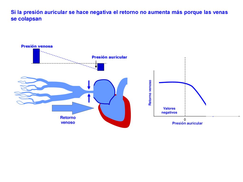 Si la presión auricular se hace negativa el retorno no aumenta más porque las venas se colapsan