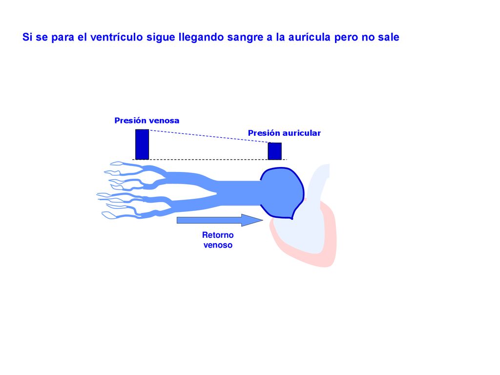 Si se para el ventrículo sigue llegando sangre a la aurícula pero no sale