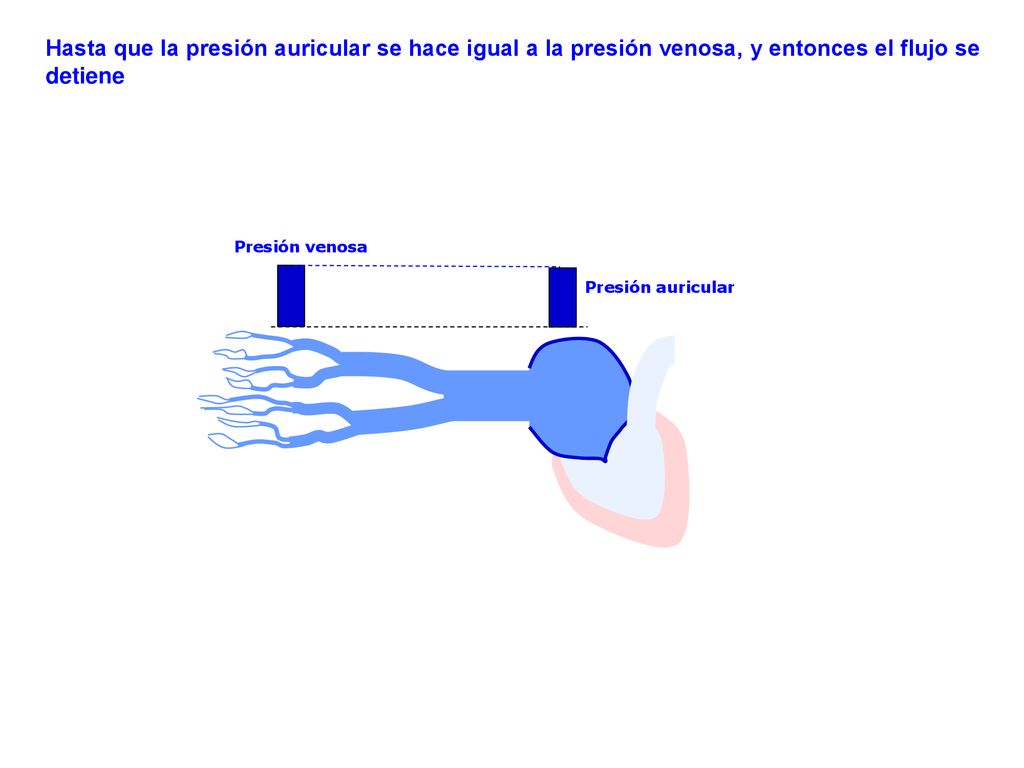 Hasta que la presión auricular se hace igual a la presión venosa, y entonces el flujo se detiene