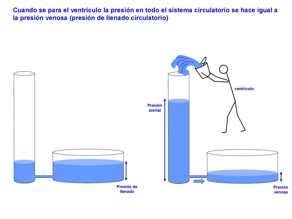 Cuando se para el ventrículo la presión en todo el sistema circulatorio se hace igual a la presión venosa (presión de llenado circulatorio)