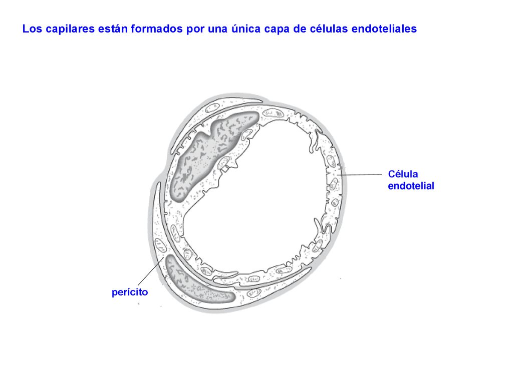 Los capilares están formados por una única capa de células endoteliales