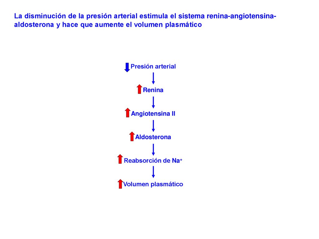 La disminución de la presión arterial estimula el sistema renina-angiotensina-aldosterona y hace que aumente el volumen plasmático