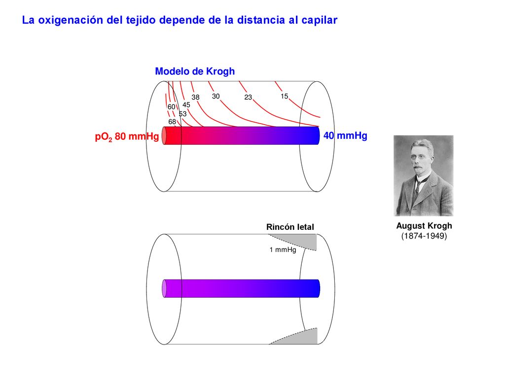 La oxigenación del tejido depende de la distancia al capilar