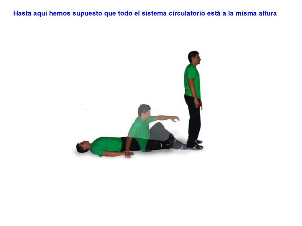 Hasta aquí hemos supuesto que todo el sistema circulatorio está a la misma altura