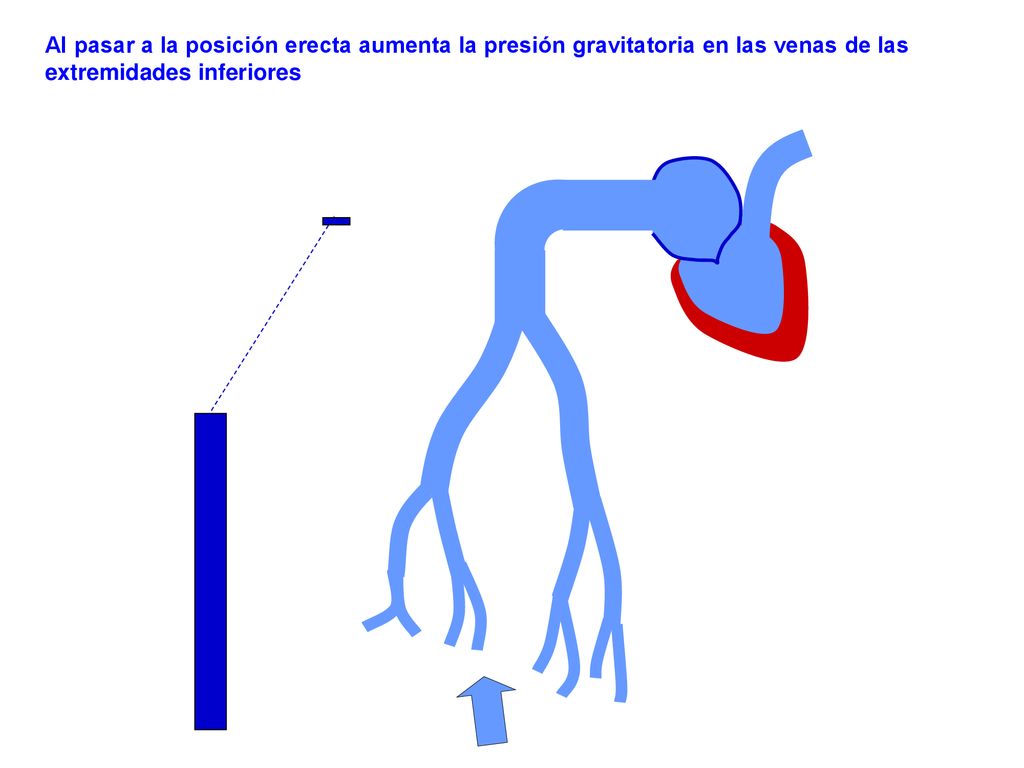 Al pasar a la posición erecta aumenta la presión gravitatoria en las venas de las extremidades inferiores