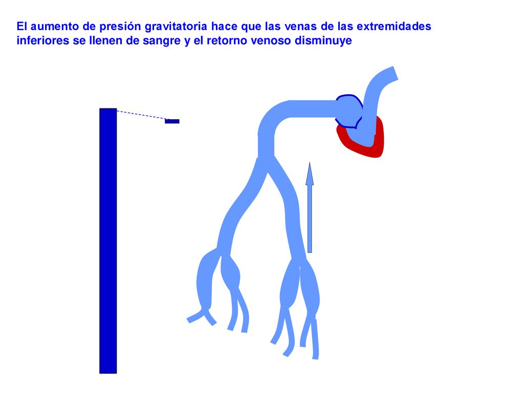 El aumento de presión gravitatoria hace que las venas de las extremidades inferiores se llenen de sangre y el retorno venoso disminuye