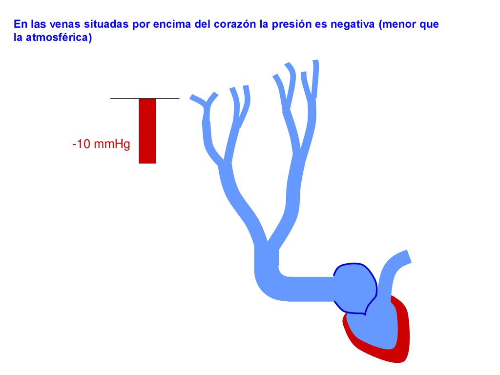 En las venas situadas por encima del corazón la presión es negativa (menor que la atmosférica)