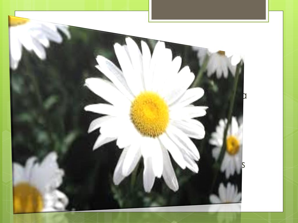 Margarita Es una planta silvestre mas frecuente de la pradera, los pastos y las zonas herbosa. Suele medir de 5 a 10cm de altura y 15mm de ancho.