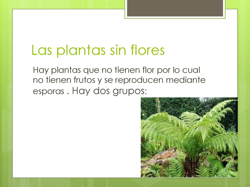 Las plantas sin flores Hay plantas que no tienen flor por lo cual no tienen frutos y se reproducen mediante esporas .