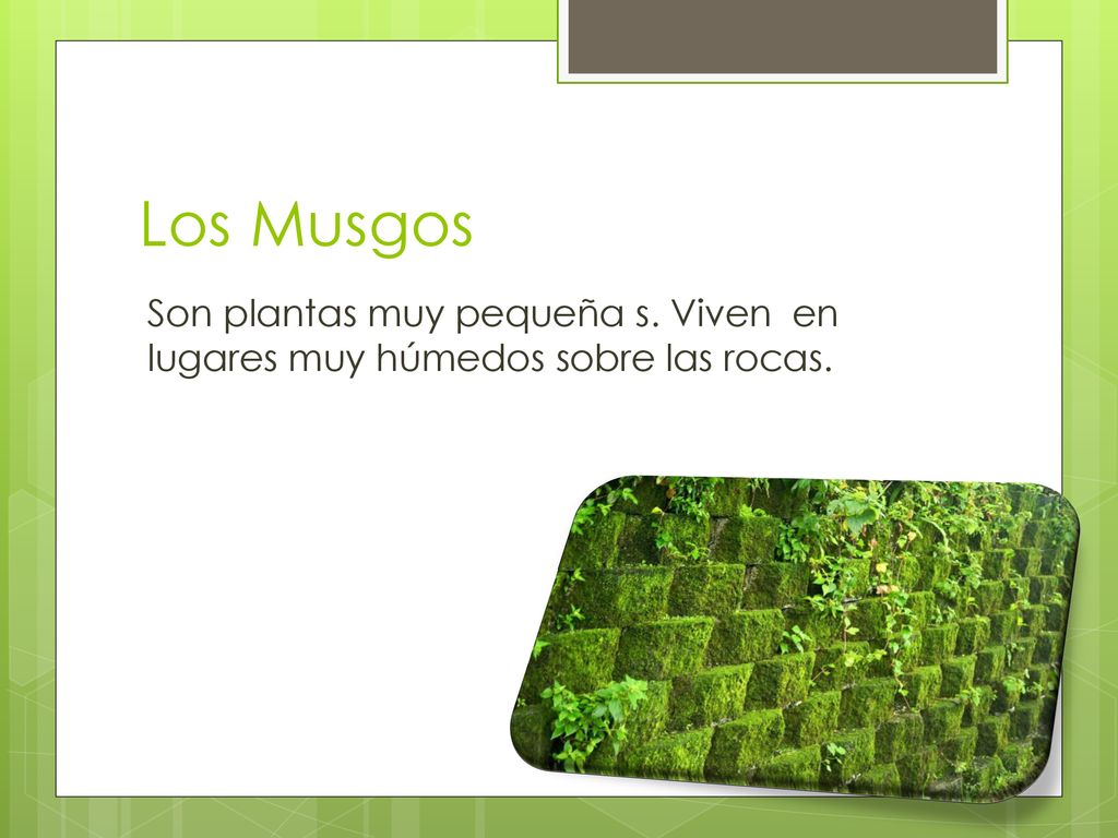 Los Musgos Son plantas muy pequeña s. Viven en lugares muy húmedos sobre las rocas.