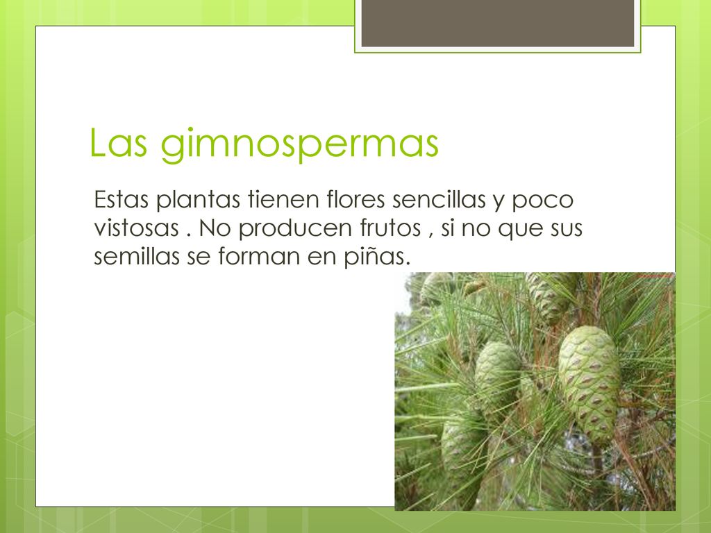 Las gimnospermas Estas plantas tienen flores sencillas y poco vistosas .