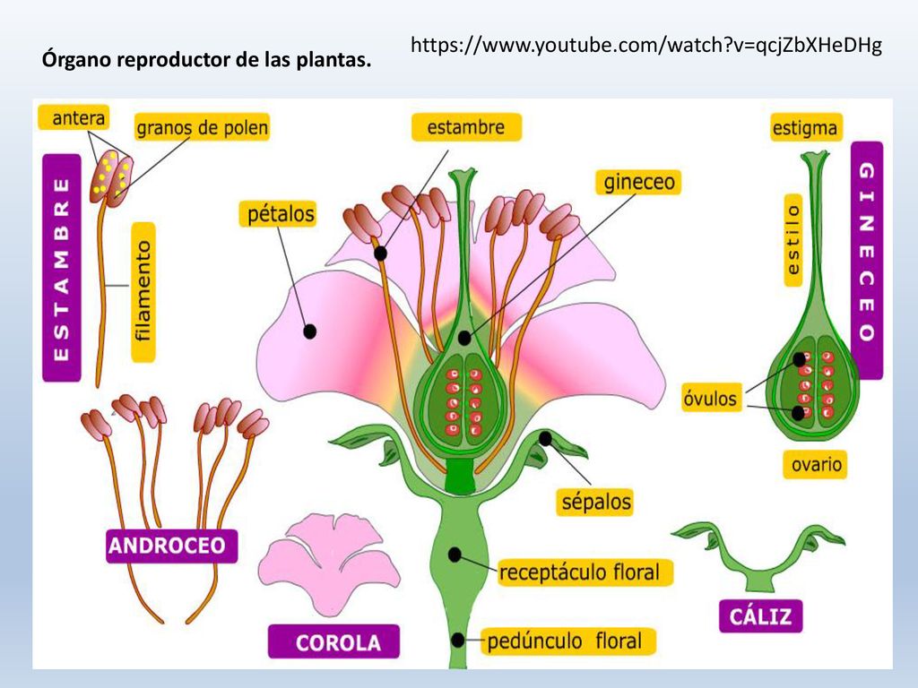 v=qcjZbXHeDHg Órgano reproductor de las plantas.