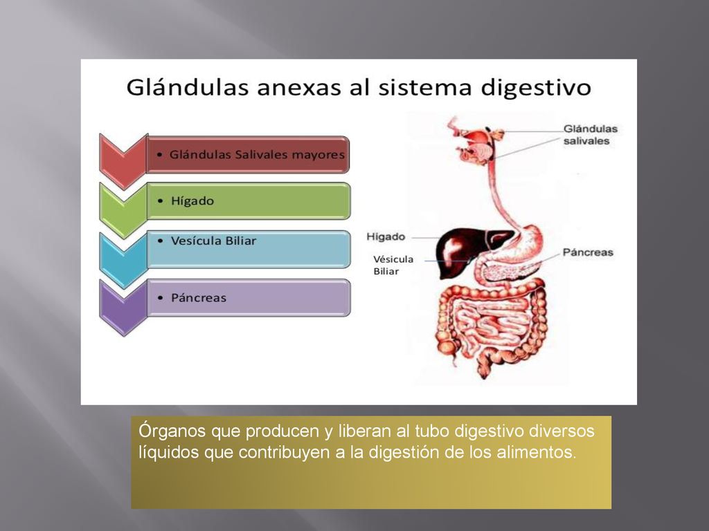 Órganos que producen y liberan al tubo digestivo diversos líquidos que contribuyen a la digestión de los alimentos.