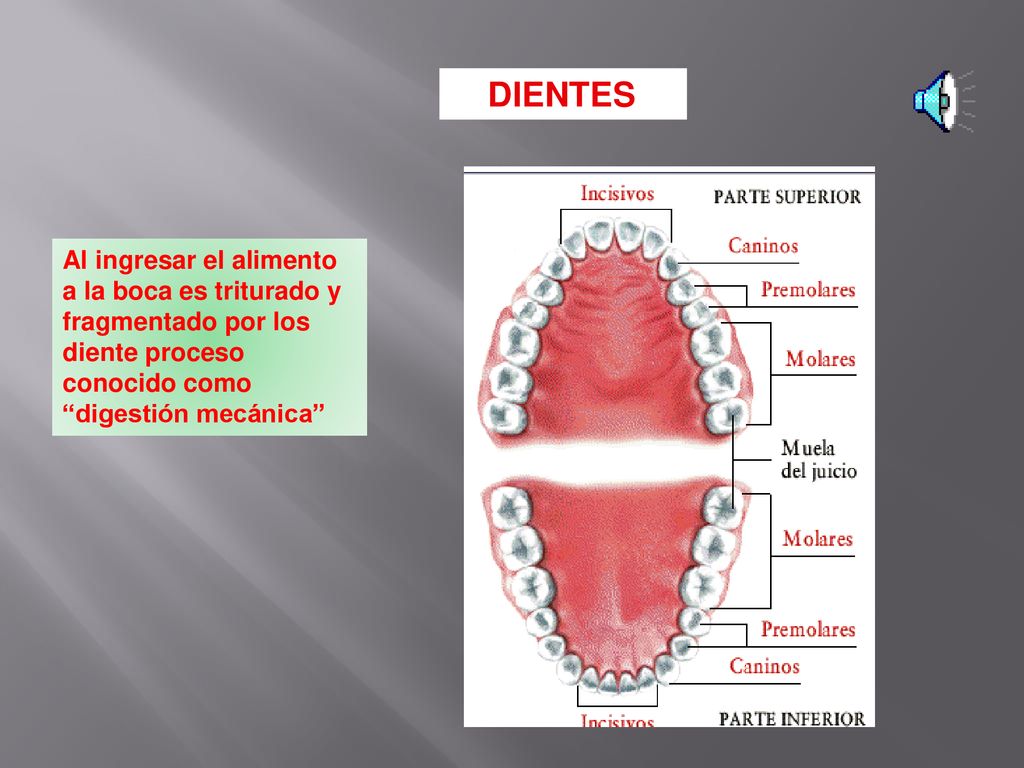 DIENTES Al ingresar el alimento a la boca es triturado y fragmentado por los diente proceso conocido como digestión mecánica