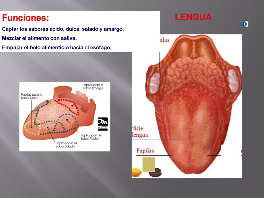 Funciones: LENGUA Captar los sabores ácido, dulce, salado y amargo.