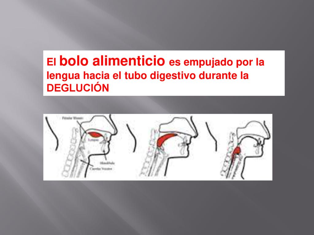 El bolo alimenticio es empujado por la lengua hacia el tubo digestivo durante la DEGLUCIÓN