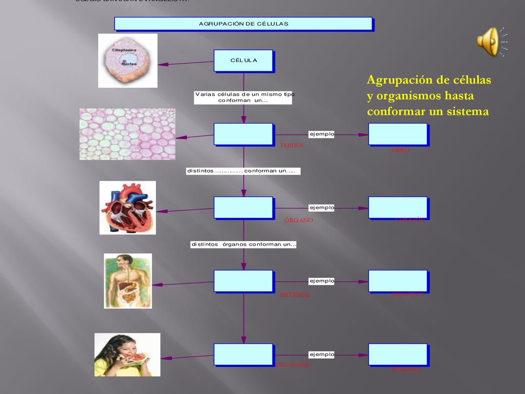 Agrupación de células y organismos hasta conformar un sistema