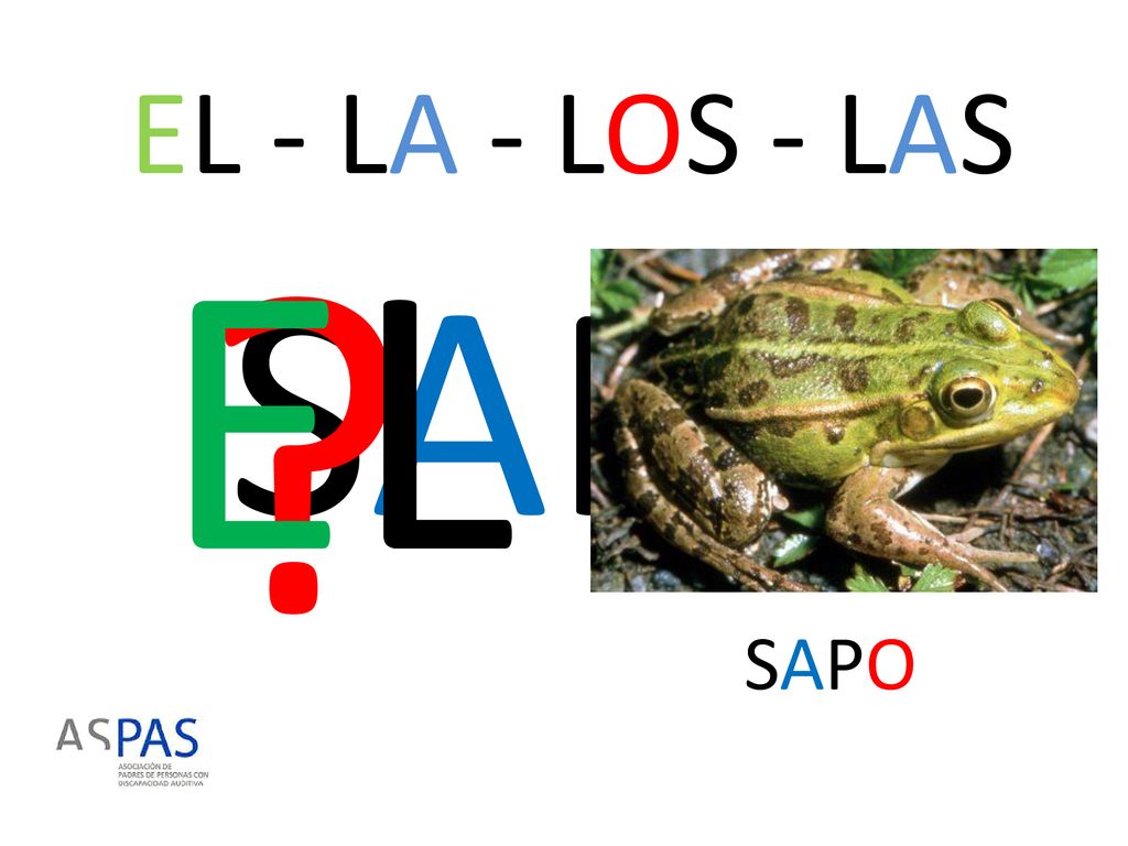 EL - LA - LOS - LAS EL SAPO SAPO