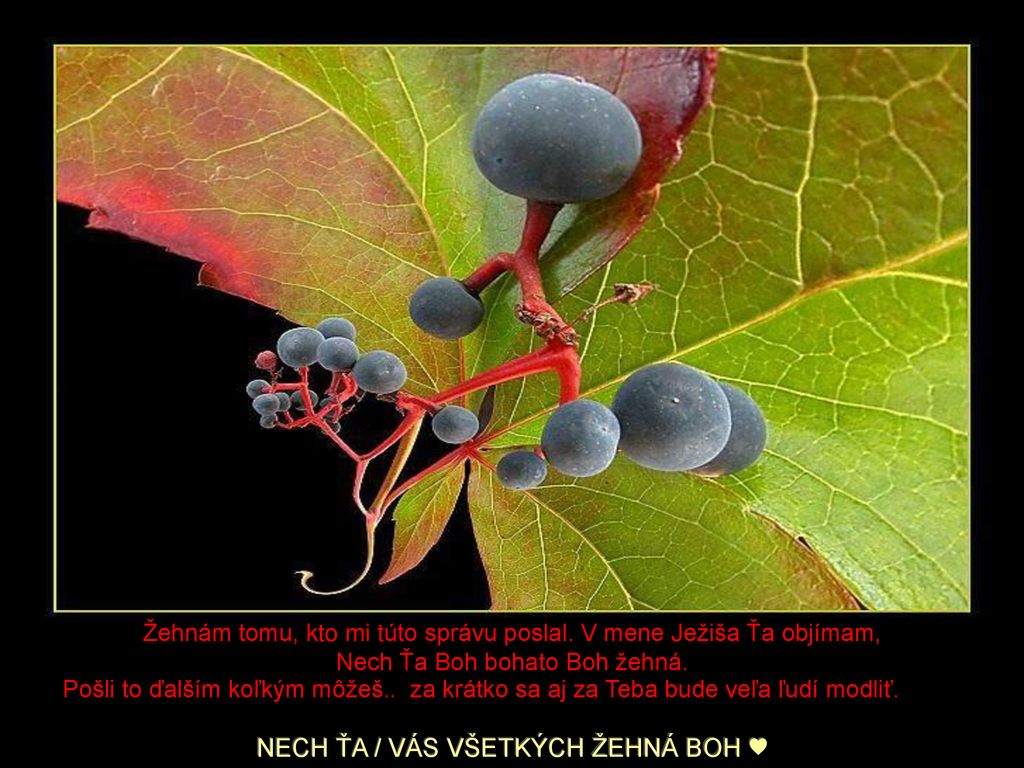 Žehnám tomu, kto mi túto správu poslal. V mene Ježiša Ťa objímam,