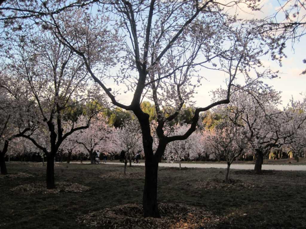 Todos los años, como un adelanto de la primavera entre finales de febrero o principios de marzo.....los almendros nos ofrece el impresionante espectáculo de ver más de mil quinientos ejemplares en flor.
