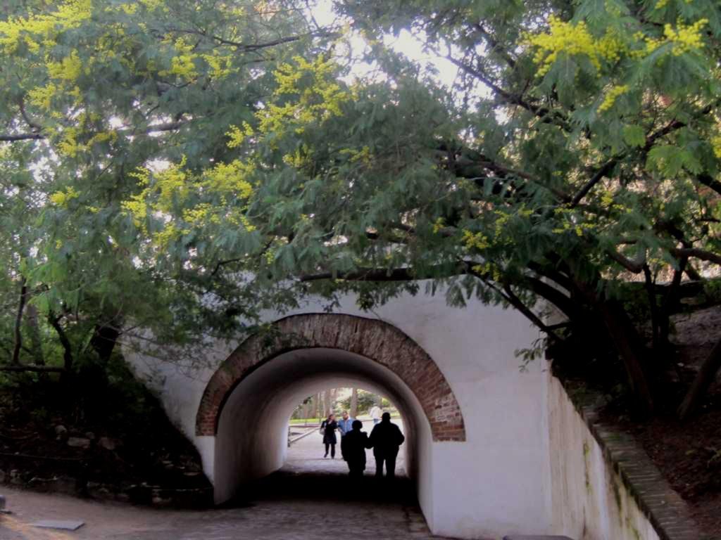 Tras recorrer unos 600 metros por el anterior camino, pasaremos por debajo de un túnel enmarcado de mimosas.
