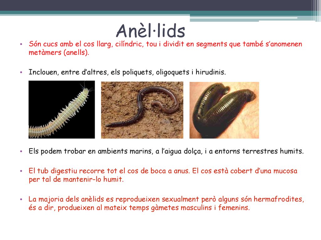 Anèl·lids Són cucs amb el cos llarg, cilíndric, tou i dividit en segments que també s’anomenen metàmers (anells).