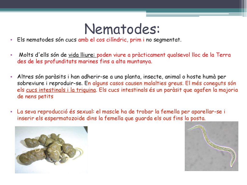 Nematodes: Els nematodes són cucs amb el cos cilíndric, prim i no segmentat.