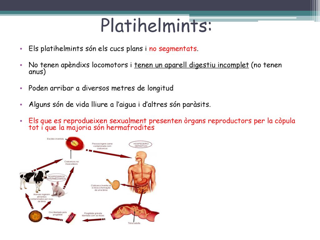 Platihelmints: Els platihelmints són els cucs plans i no segmentats.