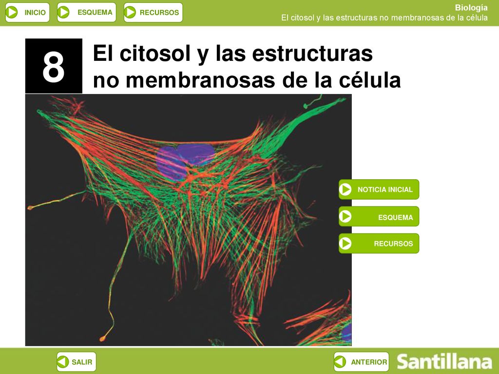 8 El citosol y las estructuras no membranosas de la célula ESQUEMA