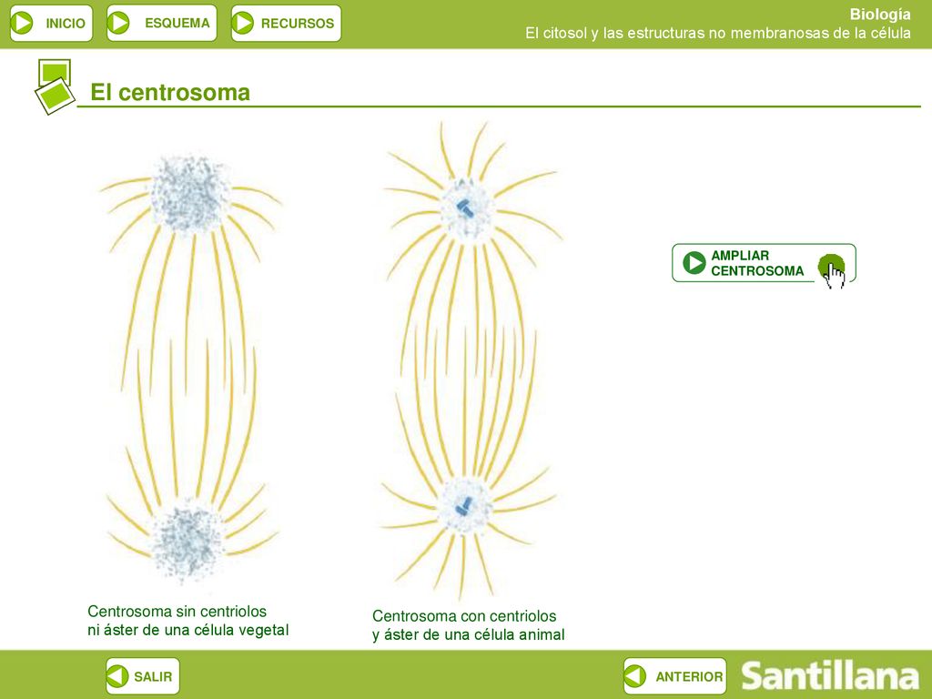 El centrosoma Centrosoma sin centriolos ni áster de una célula vegetal