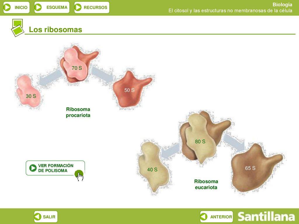 Los ribosomas 70 S 50 S 30 S Ribosoma procariota 80 S 65 S 40 S