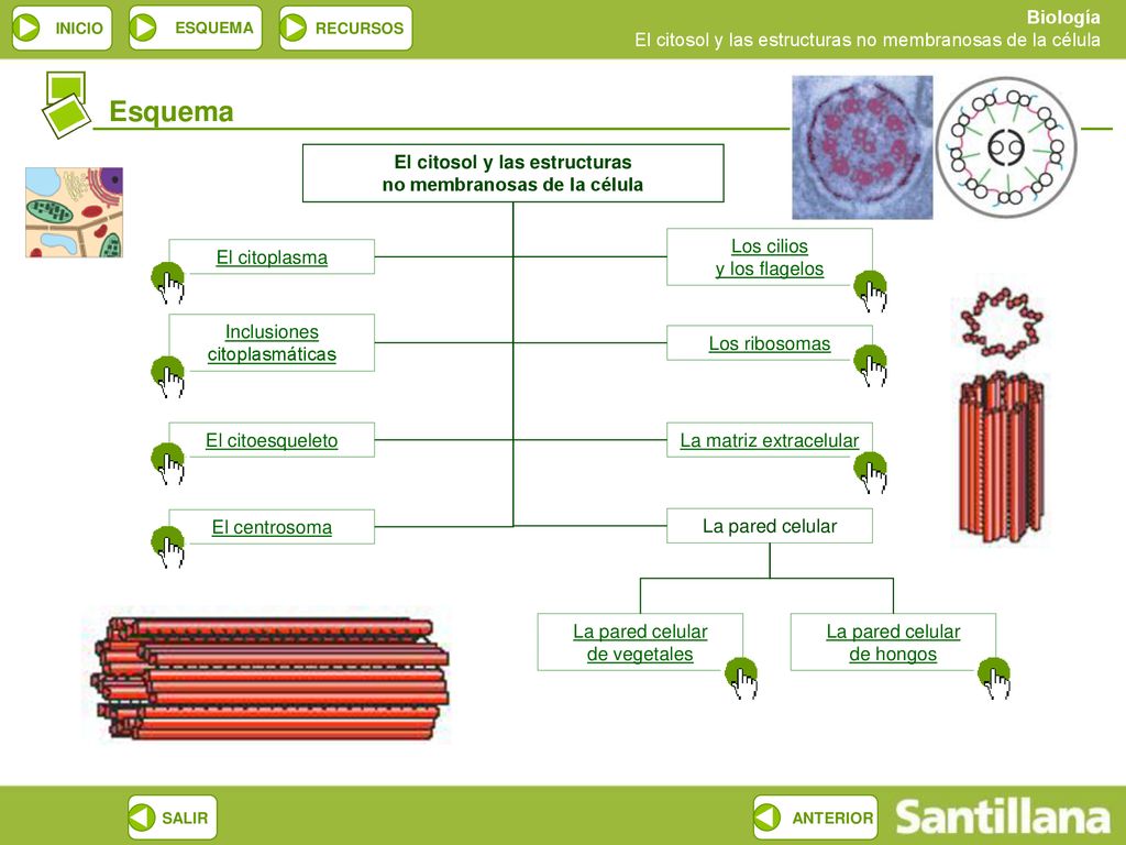 El citosol y las estructuras no membranosas de la célula