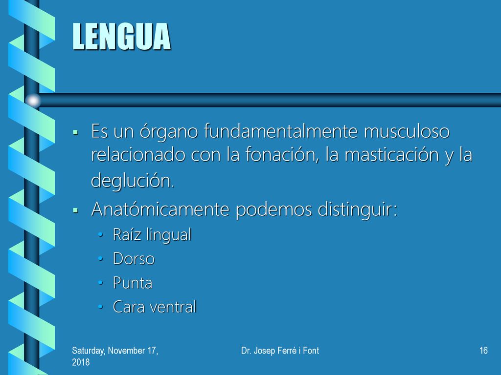 LENGUA Es un órgano fundamentalmente musculoso relacionado con la fonación, la masticación y la deglución.
