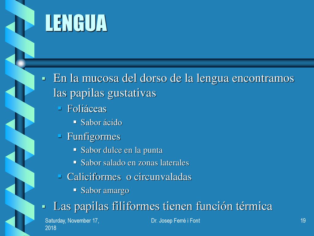 LENGUA En la mucosa del dorso de la lengua encontramos las papilas gustativas. Foliáceas. Sabor ácido.