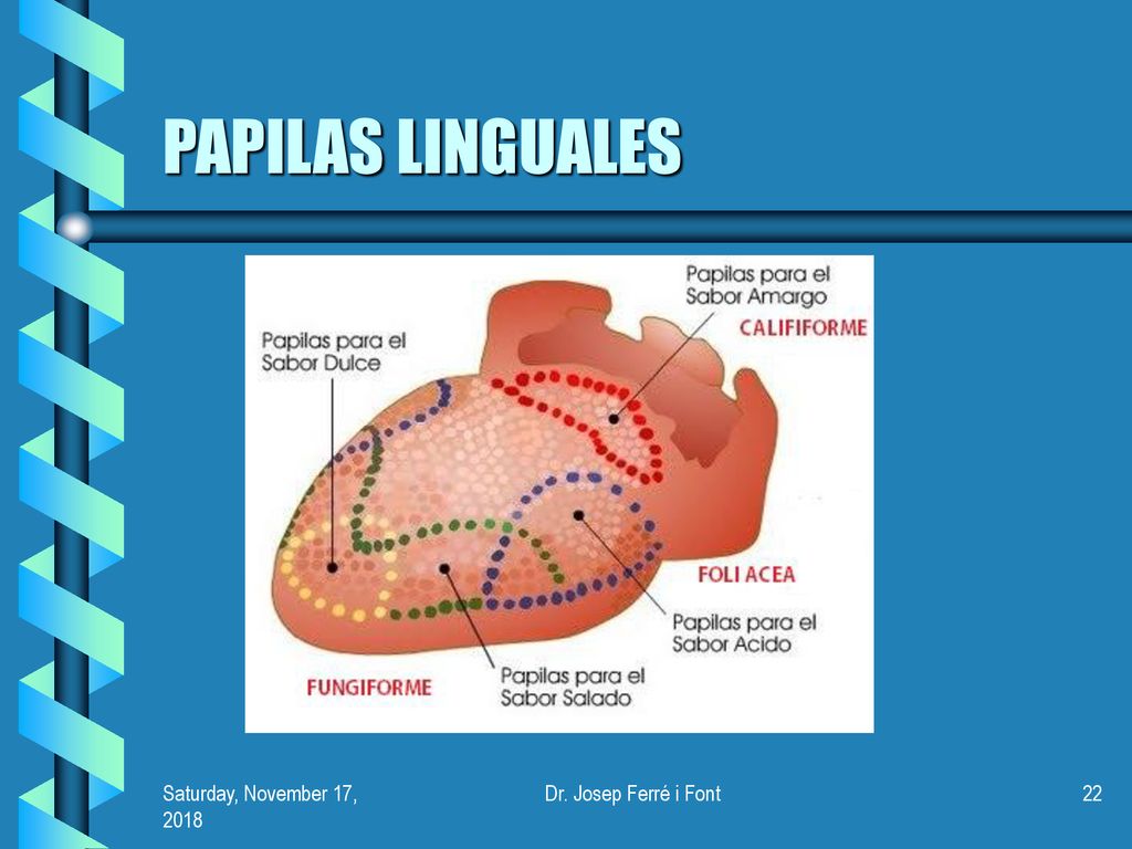 PAPILAS LINGUALES Saturday, November 17, 2018Saturday, November 17, 2018 Dr. Josep Ferré i Font