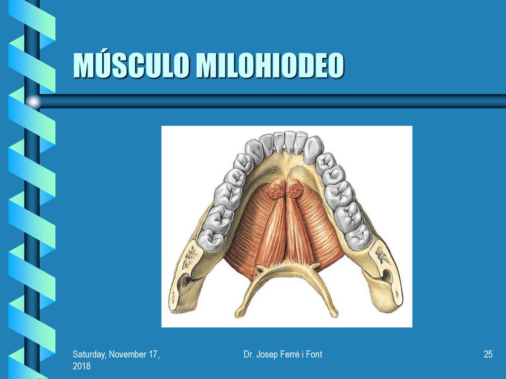 MÚSCULO MILOHIODEO Saturday, November 17, 2018Saturday, November 17, 2018 Dr. Josep Ferré i Font
