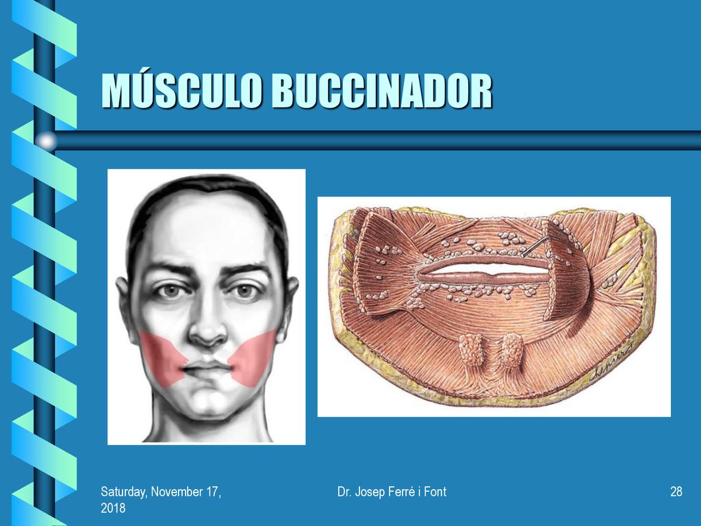 MÚSCULO BUCCINADOR Saturday, November 17, 2018Saturday, November 17, 2018 Dr. Josep Ferré i Font